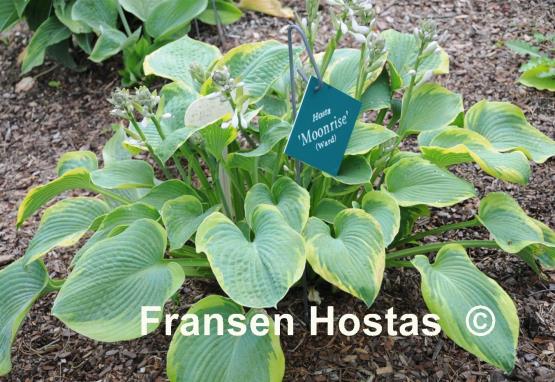 Hosta Moonrise